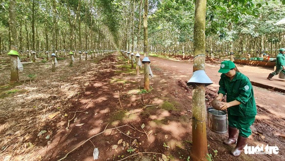 125 năm cao su cho vàng ở Việt Nam - Kỳ 1: Cao su cổ thụ giữa Sài Gòn